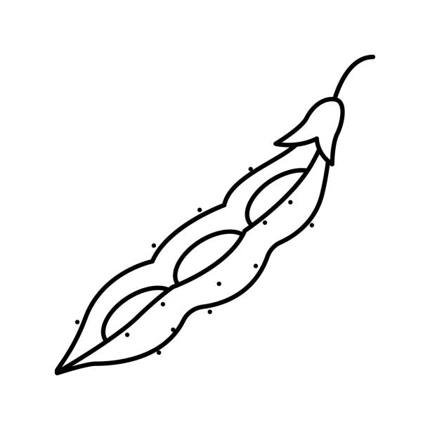 sojaschote grüne linie symbol vektor illustration - soybean bean edamame pod stock-grafiken, -clipart, -cartoons und -symbole