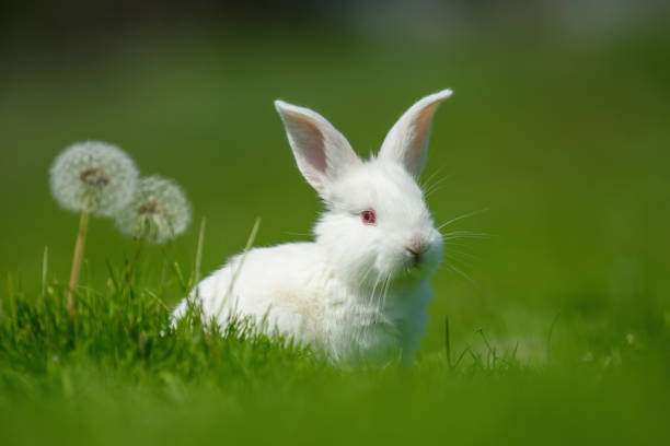 istock Funny little white rabbit on spring green grass with dandelion 1441331038