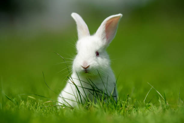 istock Funny little white rabbit on spring green grass 1441331039