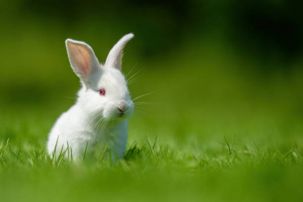 istock Funny little white rabbit on spring green grass 1441331045