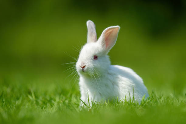 istock Funny little white rabbit on spring green grass 1441331054