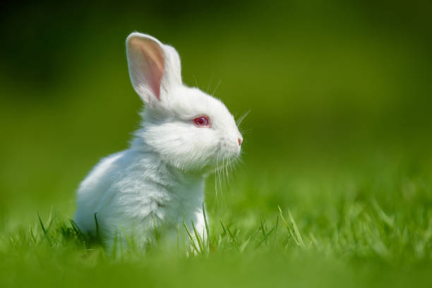 istock Funny little white rabbit on spring green grass 1441331055