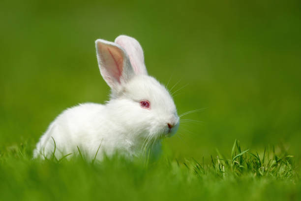 istock Funny little white rabbit on spring green grass 1441331066