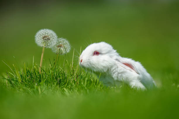 istock Funny little white rabbit on spring green grass with dandelion 1441331067