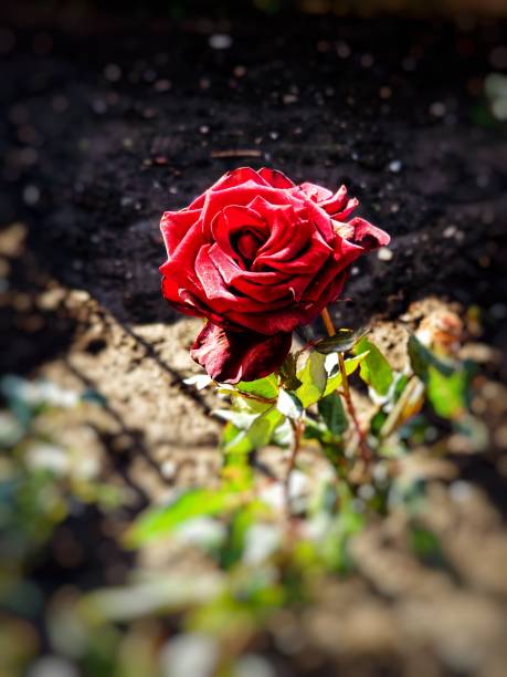 istock rose flower grows in a flower bed 1441331085