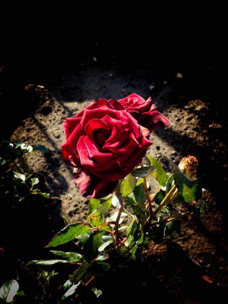 istock rose flower grows in a flower bed 1441331090