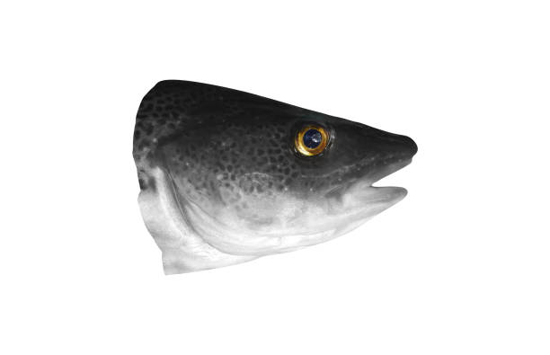Head of a fish Head of a fish fish with big lips stock pictures, royalty-free photos & images