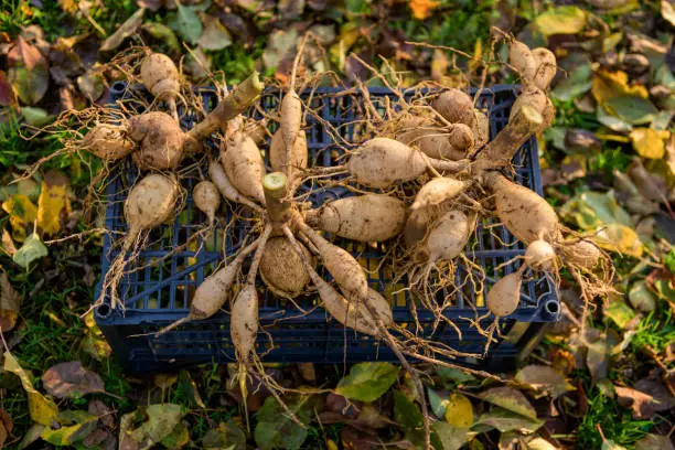 Lifted and washed dahlia tubers drying in afternoon autumn sun before storage for winter. Autumn gardening jobs. Overwintering dahlia tubers.