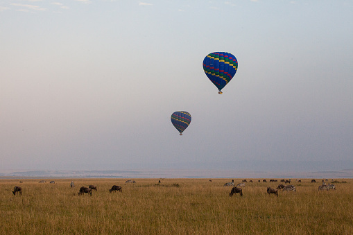 Two hot air balloons float over the Masai Mara in the early African dawn