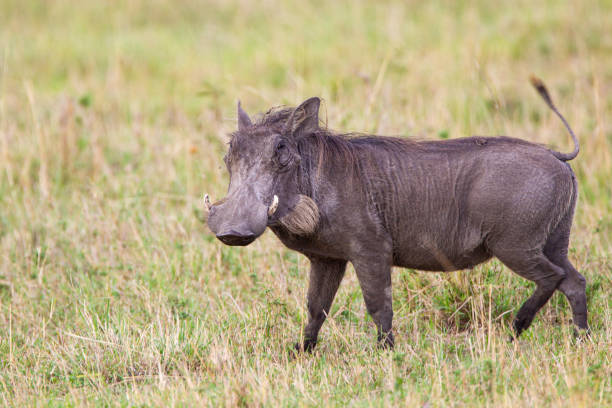 250+ Warthog Female Animal Animal Sow Stock Photos, Pictures & Royalty
