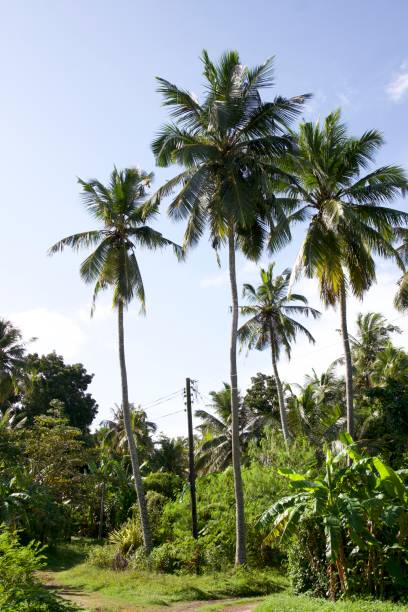 istock Original Sri Lanka with its cultural code and identity. Traffic, national and religious customs, buildings and nature. palm trees and ocean. beach on the island. 1441332397