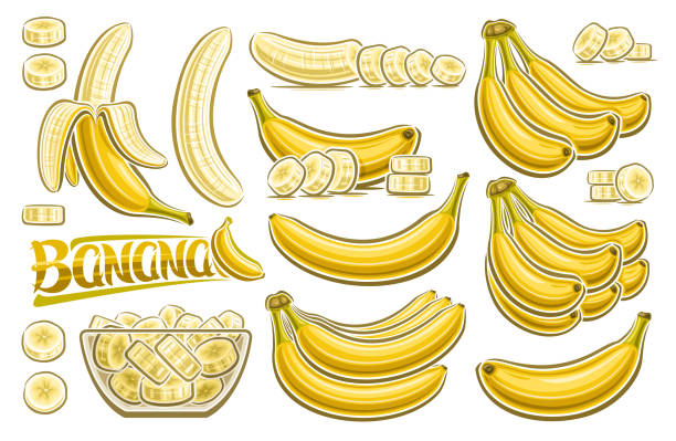 Vector Banana Set Vector Banana Set, horizontal poster with lot collection of cut out illustrations fruit still life, chopped bananas in transparent dish, group of many variety plantain bunches and yellow word banana plantain stock illustrations