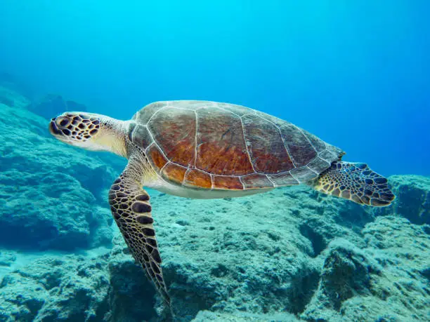 Sea Turtle swimming