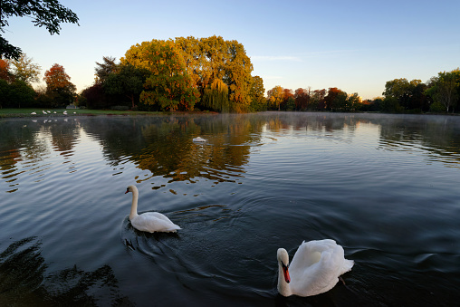 Leeds, United Kingdom - August 14, 2021: People in the background, Swans and other water fowl on Waterloo Lake, Roundhay Park