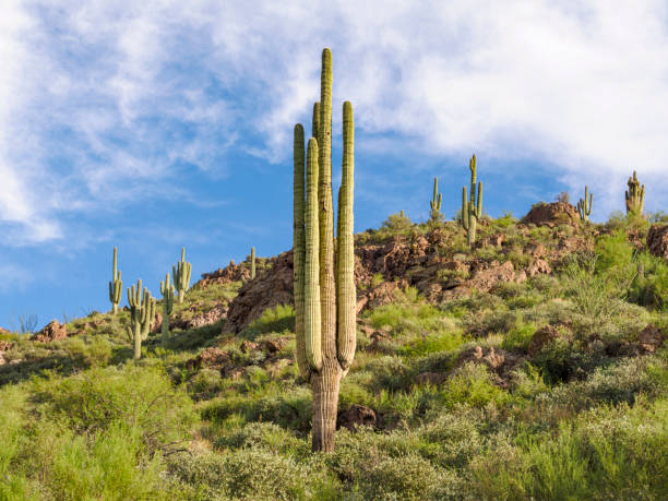 istock Saguaro Cactus Forest in Arizona From Below 1441333115
