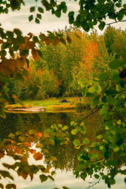 A forest river with banks of overgrown small forest of hardwood in September