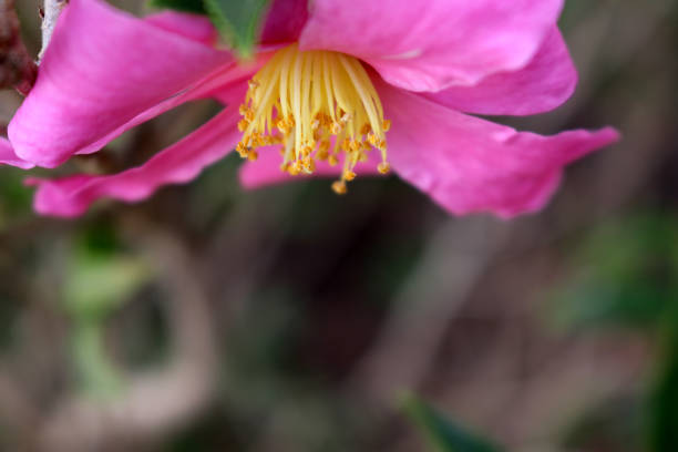 istock Pink-colored Sasanqua camellia (Camellia sasanqua) in bloom : (pix SShukla) 1441333160