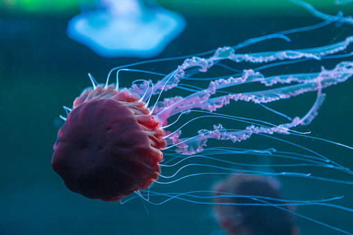 horizontal image of black sea nettle jellyfish Chrysaora achlyos