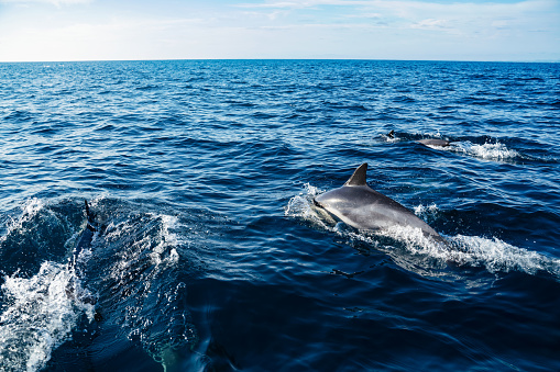 Group of dolphins jumping from the sea (Atlantic Ocean, Madeira Island).