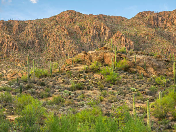 istock Hill with Succulent Plants Cactus in Arizona 1441333341