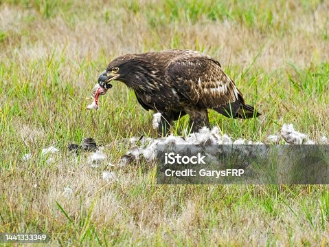 istock Juvenile Bald Eagle Eating Prey 1441333349