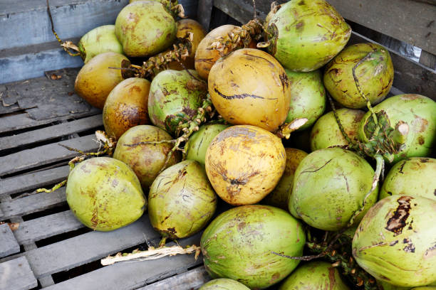 istock Pile of freshly harvested coconuts 1441333592