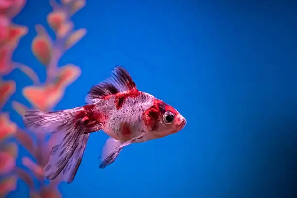 Bright red aquarium fish Carassius auratus swim in the blue water among the algae. Underwater, soft focus