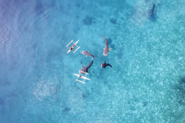 requins-baleines nageant dans des images aériennes de drones océaniques cebu philippines - animal beautiful beauty in nature bee photos et images de collection