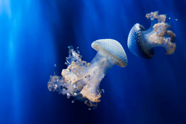 białe plamiste meduzy pod wodą. phyllorhiza punctata - white spotted jellyfish zdjęcia i obrazy z banku zdjęć