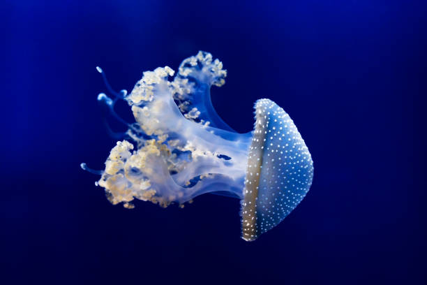 white spotted jellyfish underwater. close up - white spotted jellyfish imagens e fotografias de stock