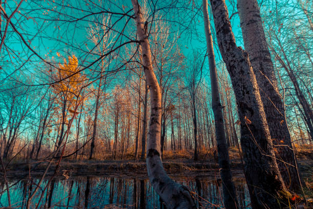 istock Small lake overgrown with shrubs and grass before frost 1441335096