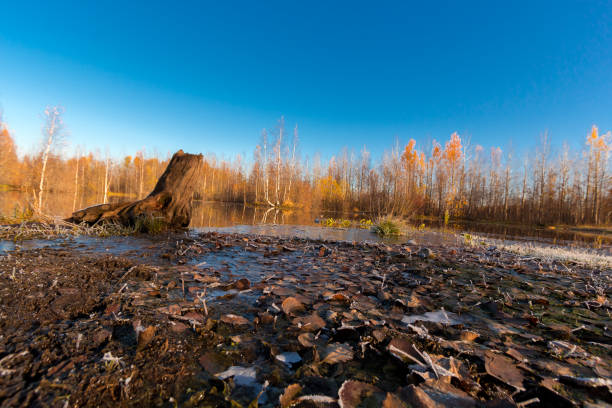 The shores of the lake were overgrown with grass and shrubs and covered with frost after the first frost.