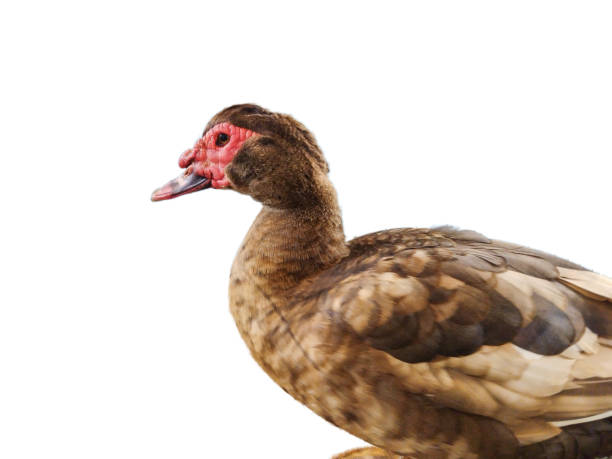istock Brown duck isolated on white background 1441336909