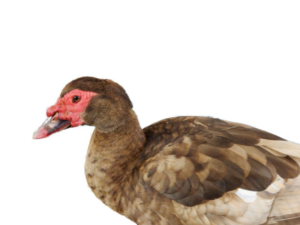 istock Brown duck isolated on white background 1441337052