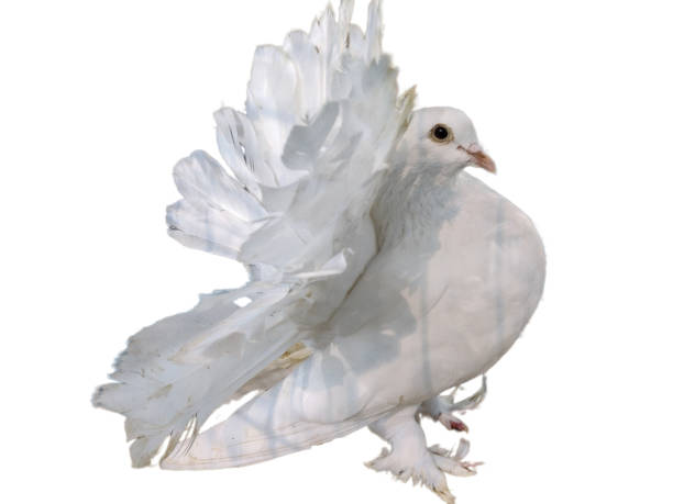 istock White dove isolated on white background. White pigeon 1441337064