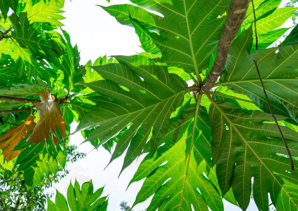 istock Under view on the tree, green leaves background , Looking up on  the leaves. 1441337783