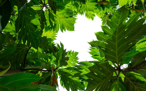 istock Under view on the tree, green leaves background , Looking up on  the leaves. 1441337785