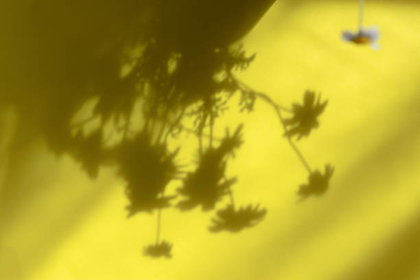 schatten natur gelb hintergrund. abstrakte blumenmuster an der wand. - 7963 stock-fotos und bilder