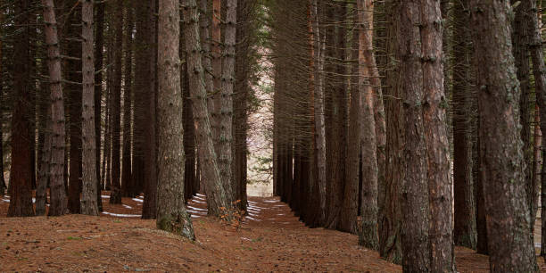 floresta sequoia no inverno. - 5891 - fotografias e filmes do acervo