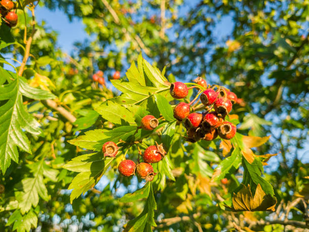 istock Hawthorn berries on a branch. 1441340617