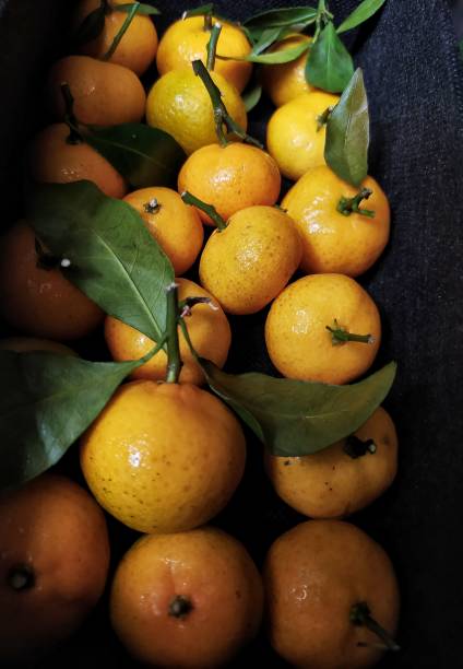 istock Fresh orange fruits 1441341832