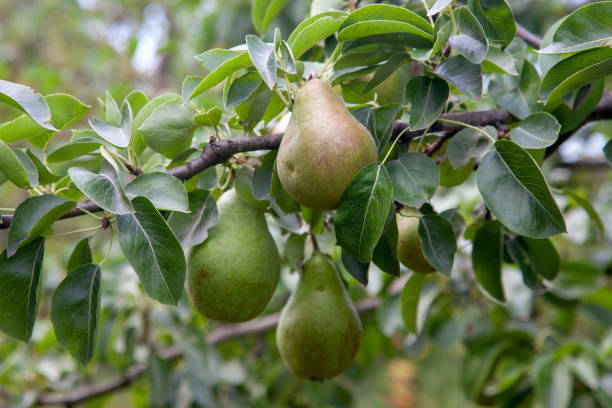 istock Shiny delicious pears hanging from a tree branch in the orchard. 1441342019