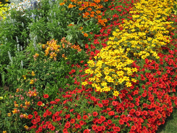 istock Spring flower bed with colorful flowers blooming beautifully 1441342594
