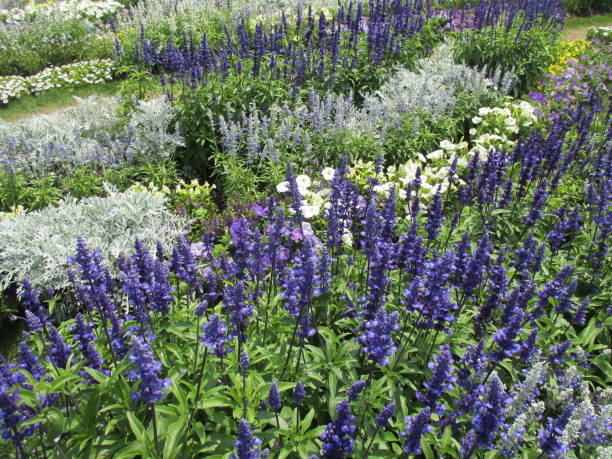 istock Spring flower bed with colorful flowers blooming beautifully 1441342595