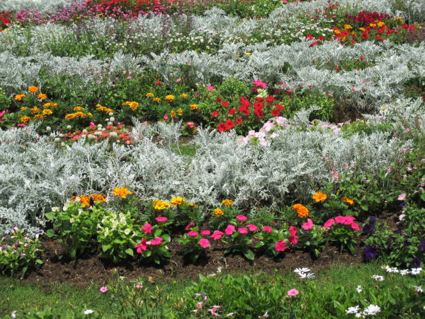 istock Spring flower bed with colorful flowers blooming beautifully 1441342599