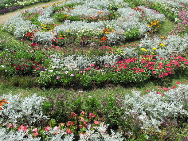 istock Spring flower bed with colorful flowers blooming beautifully 1441342631