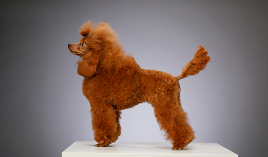 Happy Cute brown ( apricot )  miniature poodle  standing on white wooden table on gray background