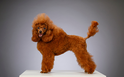 Happy Cute brown ( apricot )  miniature poodle  standing on white wooden table on gray background
