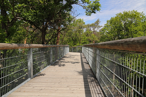 a path through the treetops