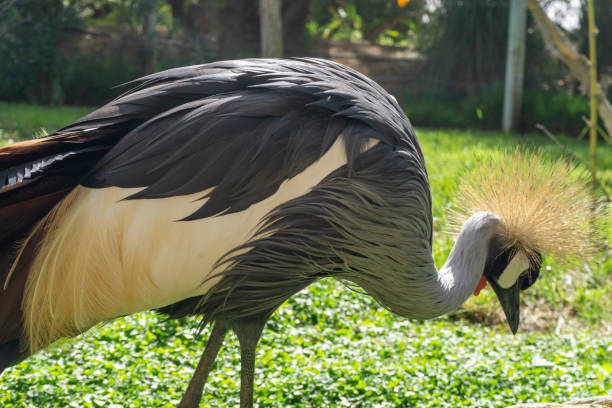 Grey Crowned Crane